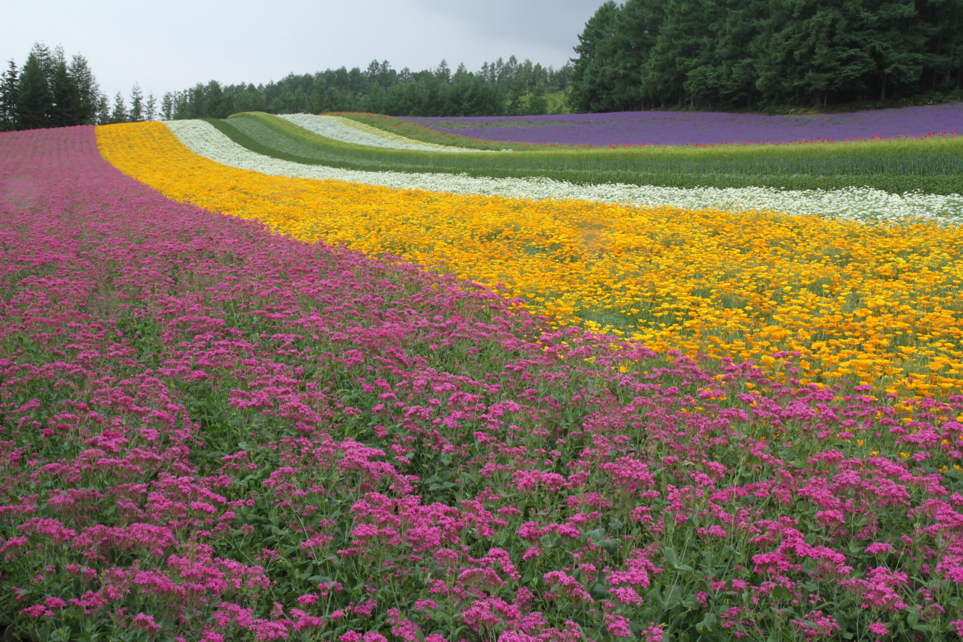 2023年最新】カラフルな絨毯？北海道富良野のラベンダー畑｜ファーム